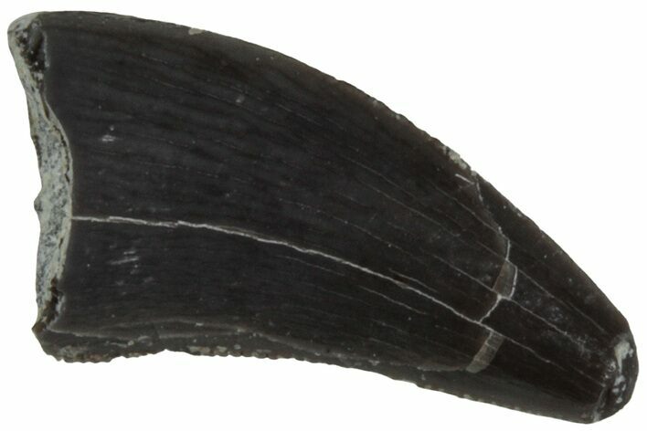Serrated, Triassic Reptile (Postosuchus?) Tooth - Arizona #231213